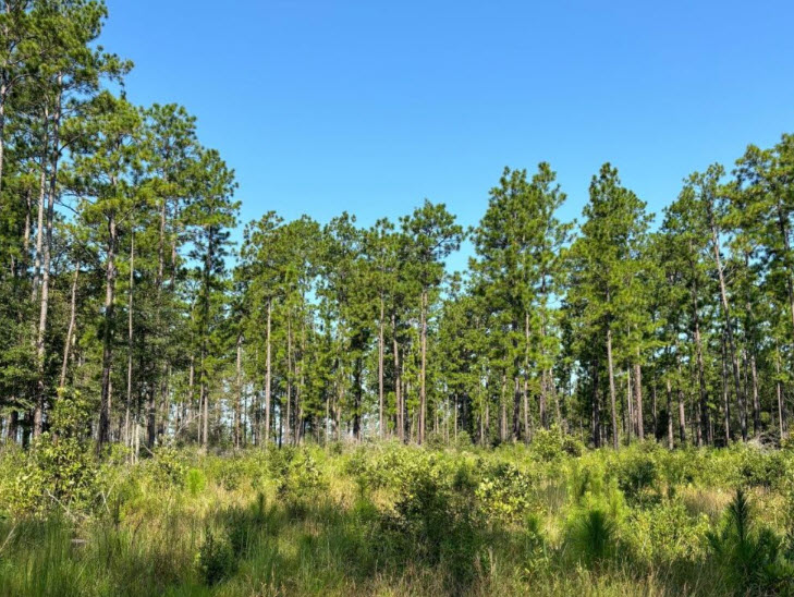 John H Kirby State Forest, United States